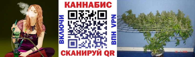 Конопля сатива  Нахабино 